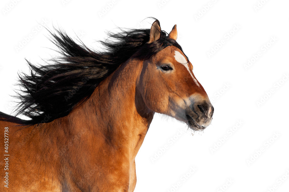 Bay horse head isolated on white background Bay horse head isolated on white background