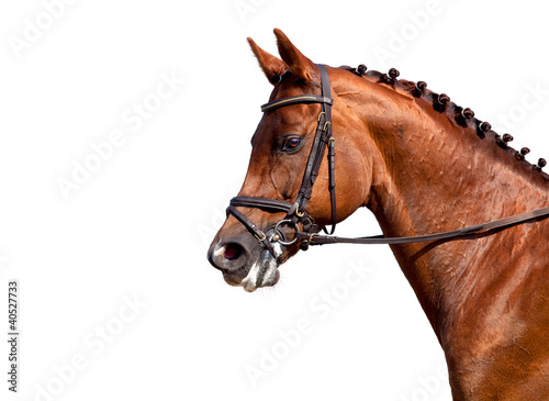 Valokuva Chestnut horse in bridle isolated on white background