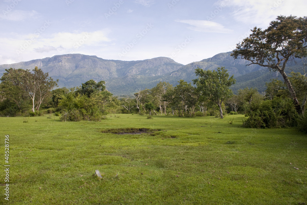 Landscape in Mudumalai National Park, India