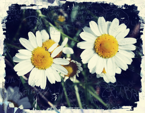 Chamomile