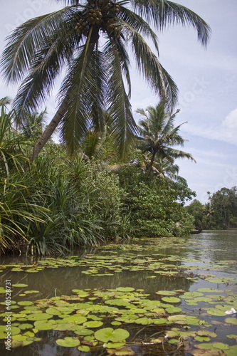 Palms along canals and lakes in Backwaters, Kerala, India