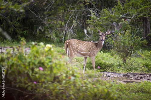 Wild deer  sambar or axis axis  in Mudumalai National Park