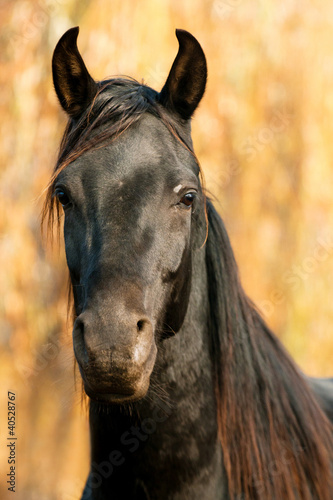 horse portrait © kislovas