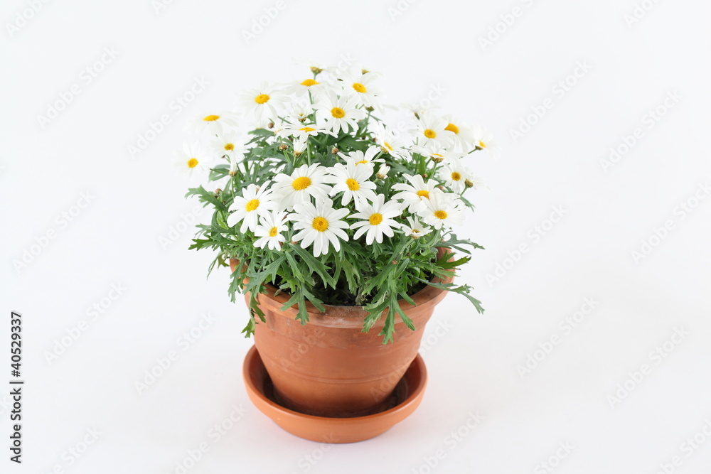 Margeriten im Topf Margeriten im Topf