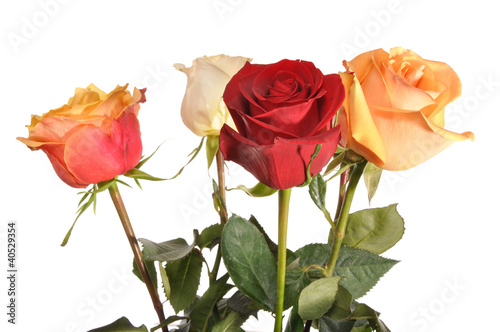 Multi-coloured roses