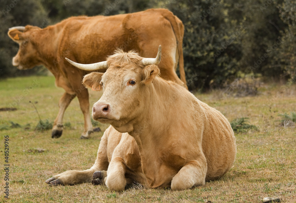 Cows in the pasture