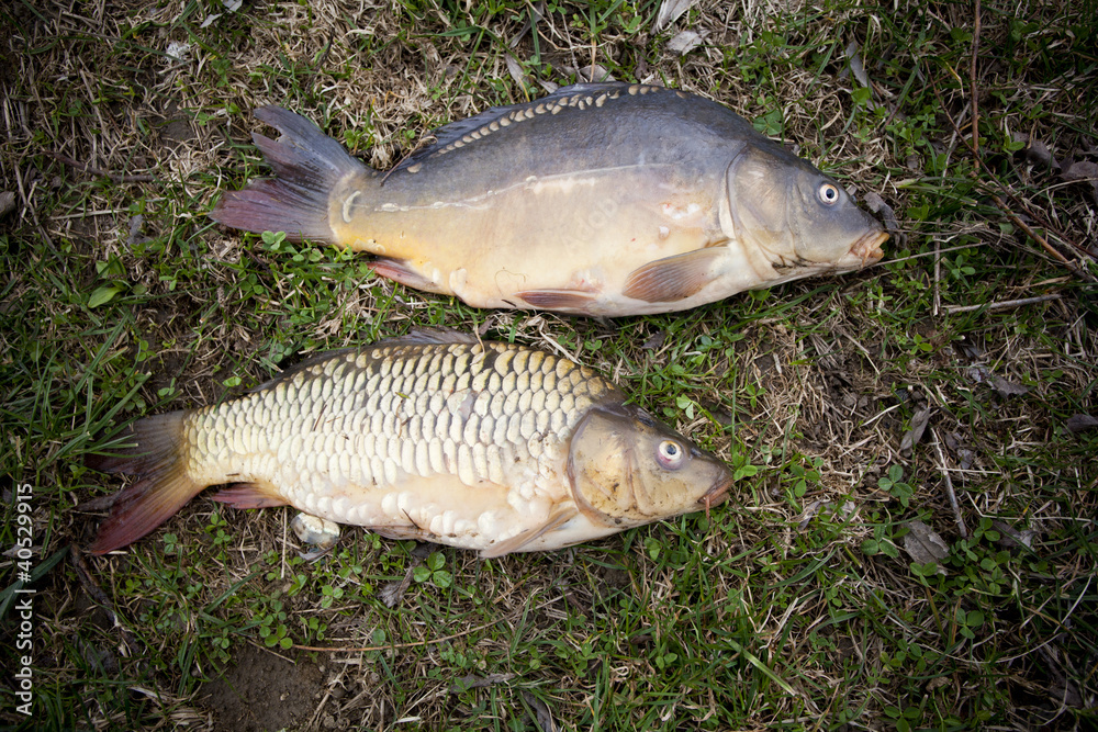 Two nice carps cought on a bite using light feeder.