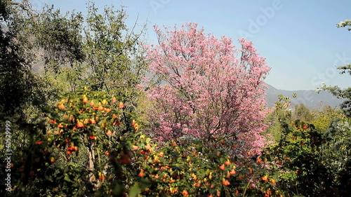 Botanical Garden