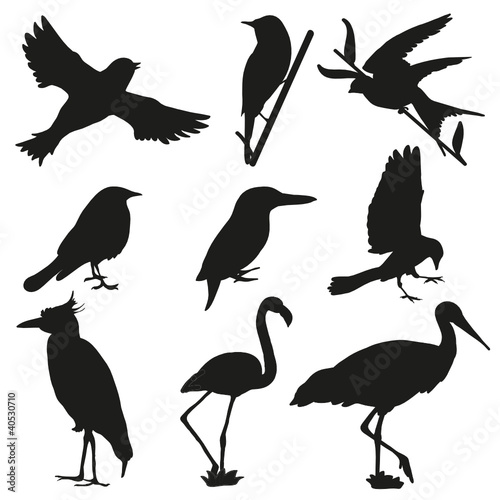 Black bird silhouettes
