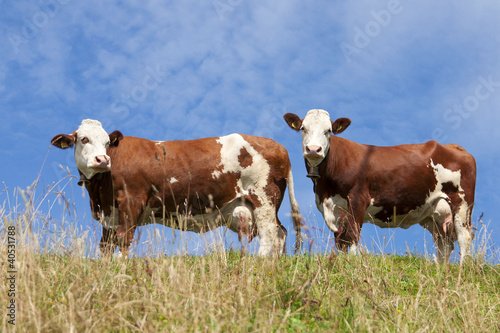 Billede på lærred Two red cows