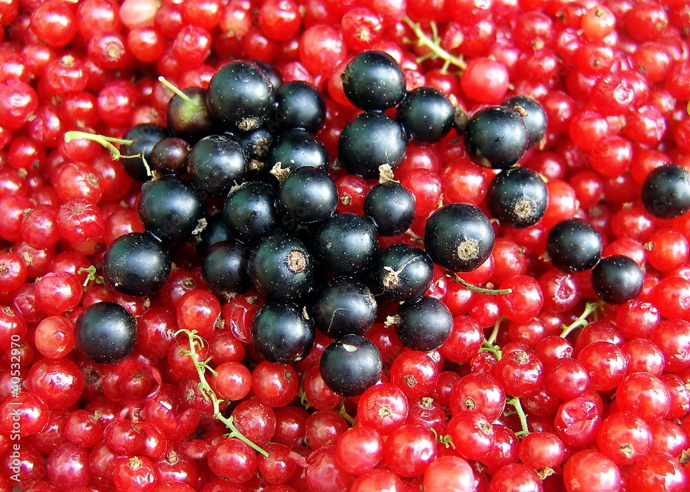 Redcurrants and blackcurrants Redcurrants and blackcurrants