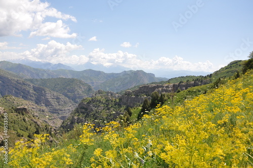 wildflowers in Kyrgyzstan