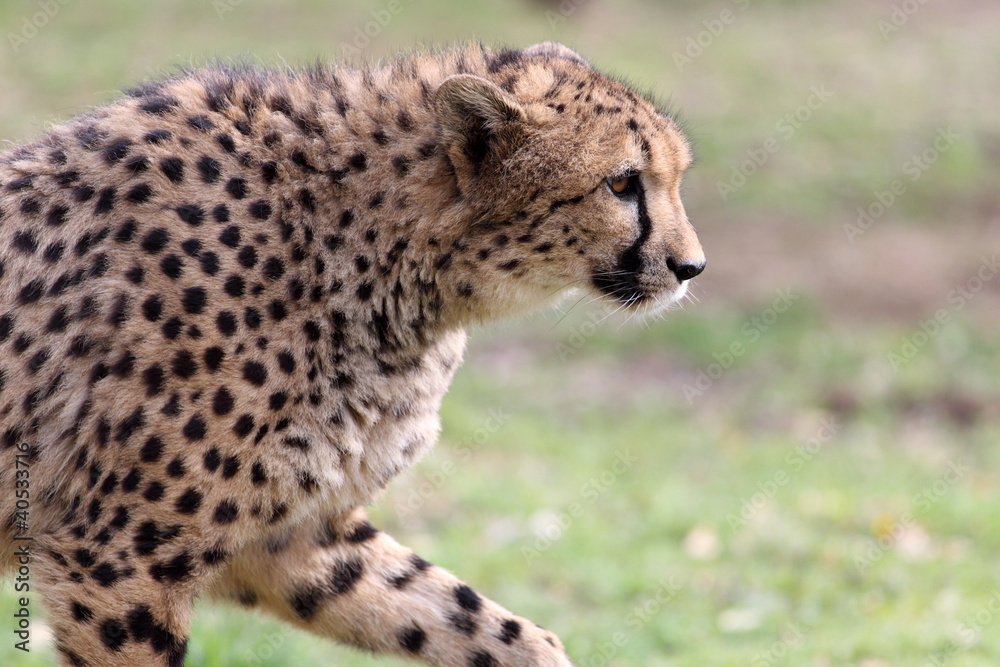 Cheetah Cheetah