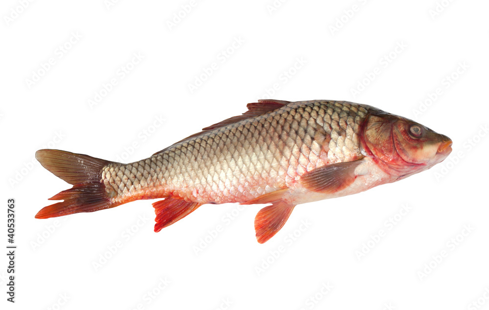 Big carp isolated on white background Big carp isolated on white background
