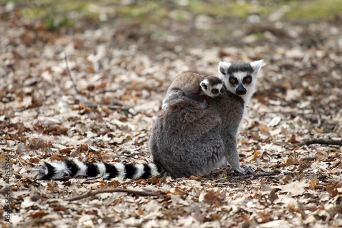 Ring-tailed lemur with cub photo