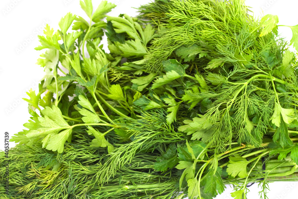 Fototapeta premium dill and parsley
