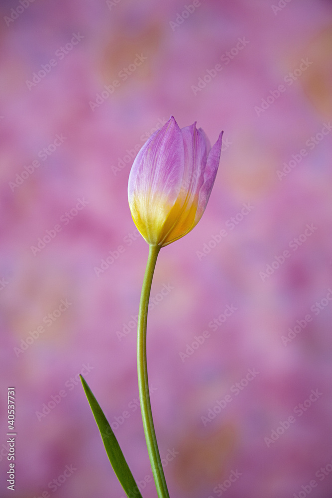 Naklejka premium Pink and Bright Yellow Tulip