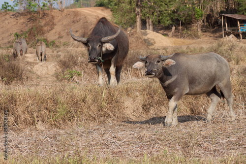 buffalo in farm in Thailand