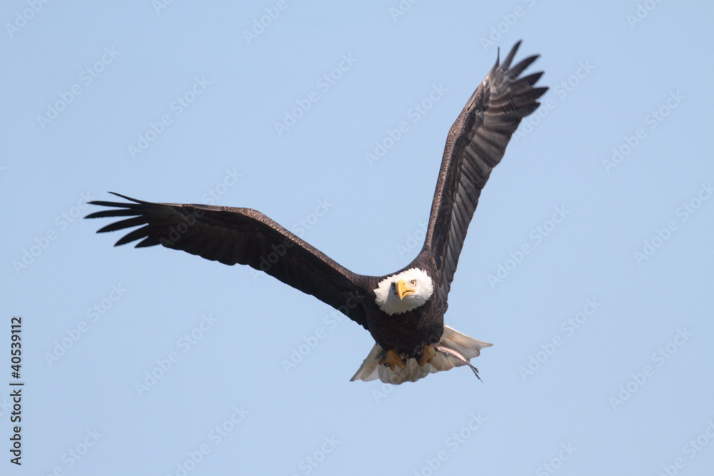 Fototapeta premium Adult Bald Eagle (haliaeetus leucocephalus)