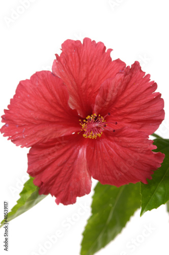 Beautiful red hibiscus flower with green leaves