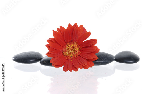 beautiful red flower and spa stones on isolated
