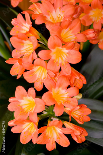 Canvas Print A flowers houseplants, latin name Clivia miniata.