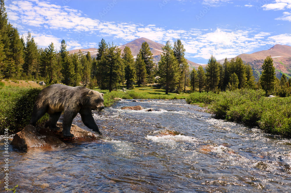 Fototapeta premium grizzly bear crossing river