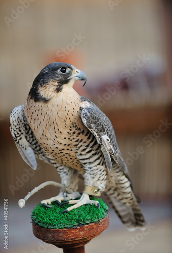 arab falcon bird