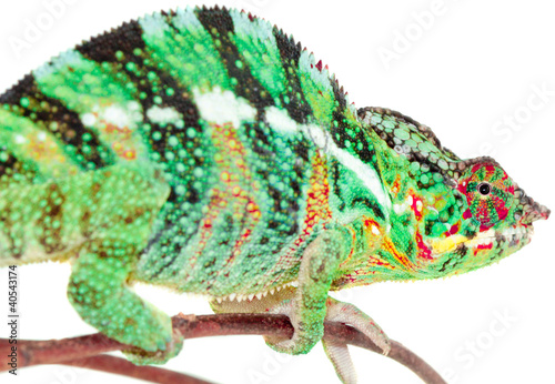 chameleo pardalis, caméléon panthère, Réunion © Unclesam
