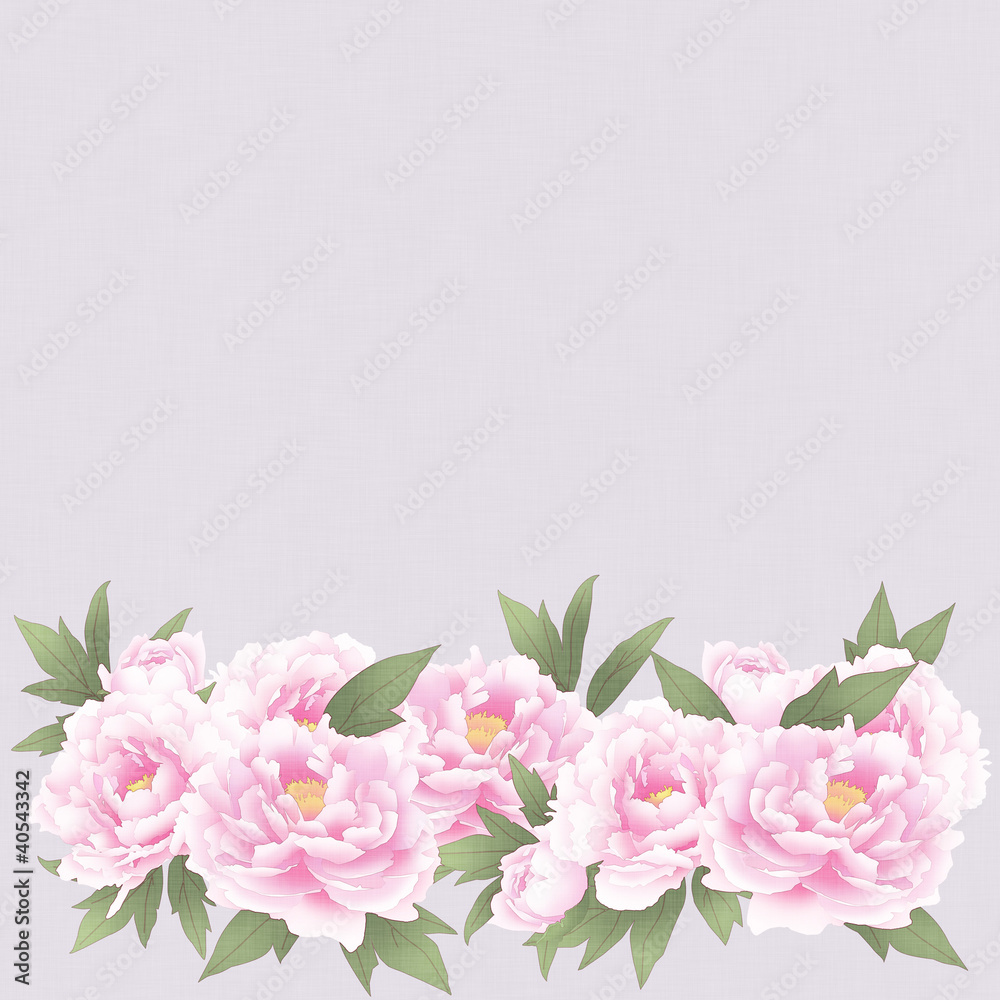 Fototapeta premium 芍薬