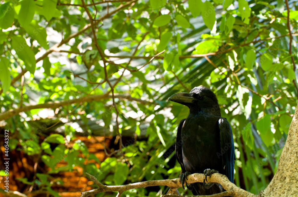 thailand crow or black bird on tree thailand crow or black bird on tree