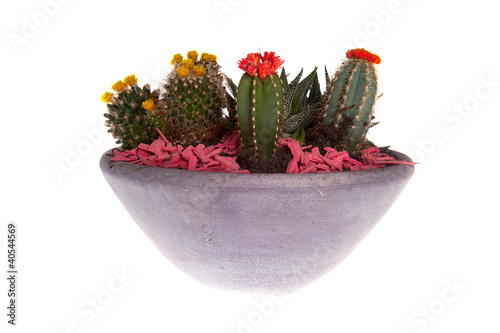 notocactus photo