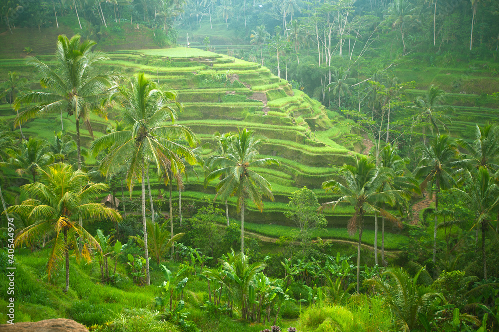 Rice fields in a valley before sunrise on Bali island.