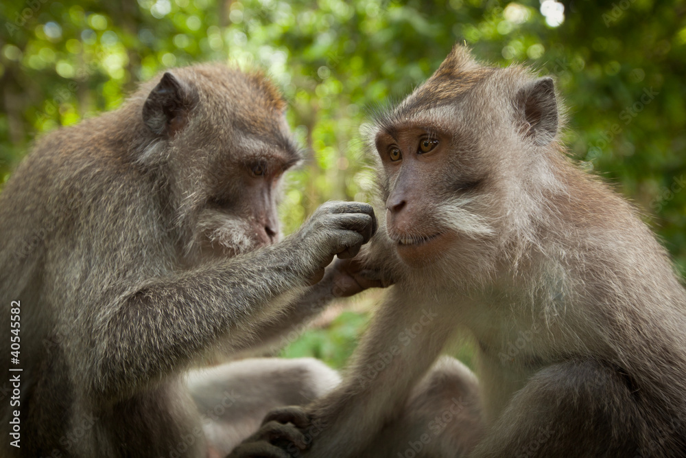 Two wild monkey in forest on Bali island