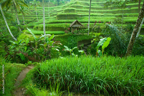 Rice tarrace in mountains on Bali, Indonesia. photo