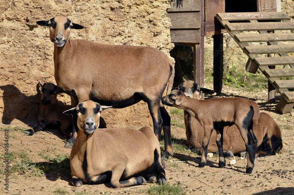 brown sheep of Cameroon (Ovis aries) with lamb brown sheep of Cameroon (Ovis aries) with lamb