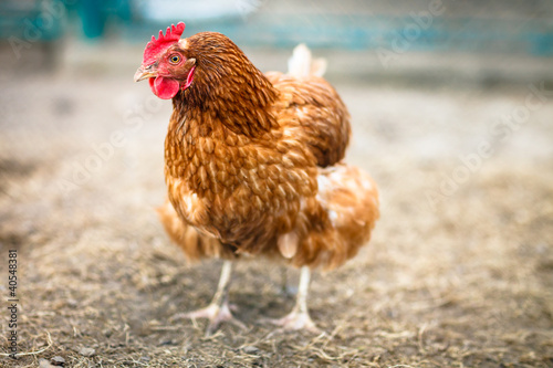 Closeup of a hen in a farmyard (Gallus gallus domesticus)