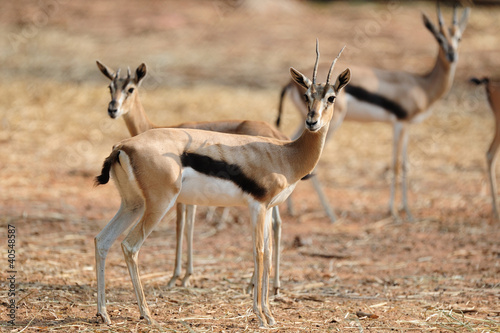 Thompson Gazelle © Worakit Sirijinda