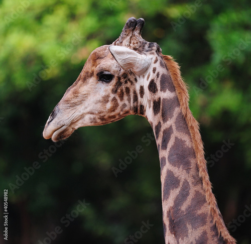Giraffe Head © Worakit Sirijinda