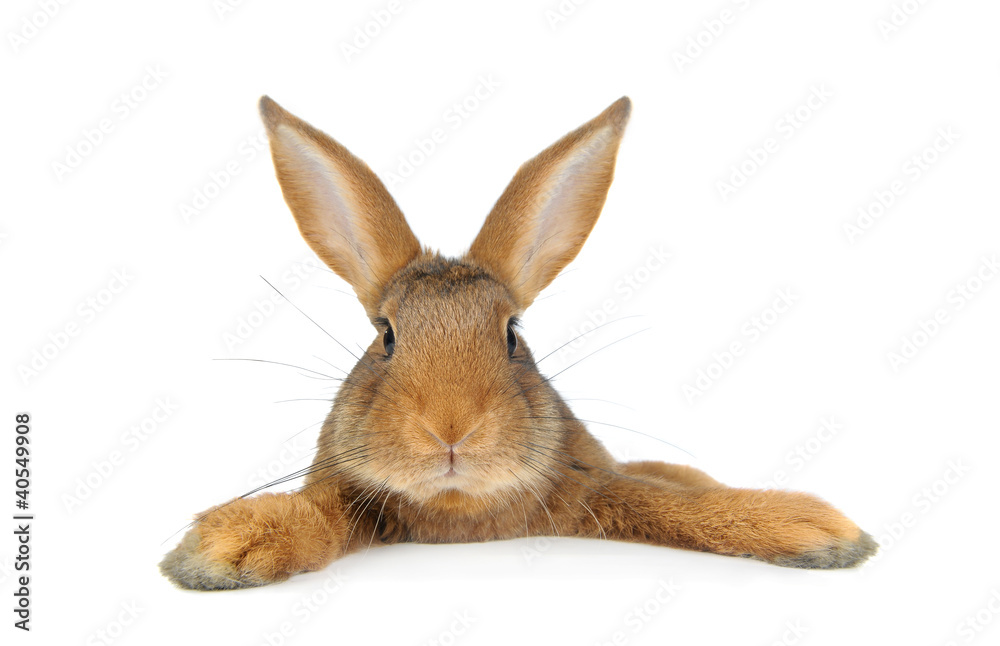 Obraz premium Brown Rabbit