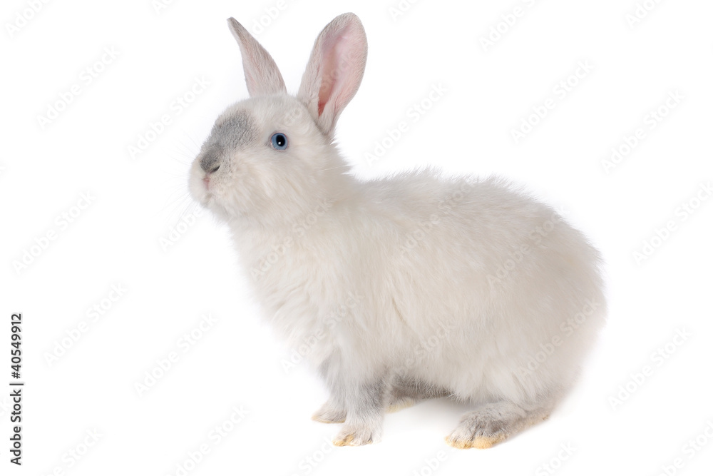 Obraz premium rabbit