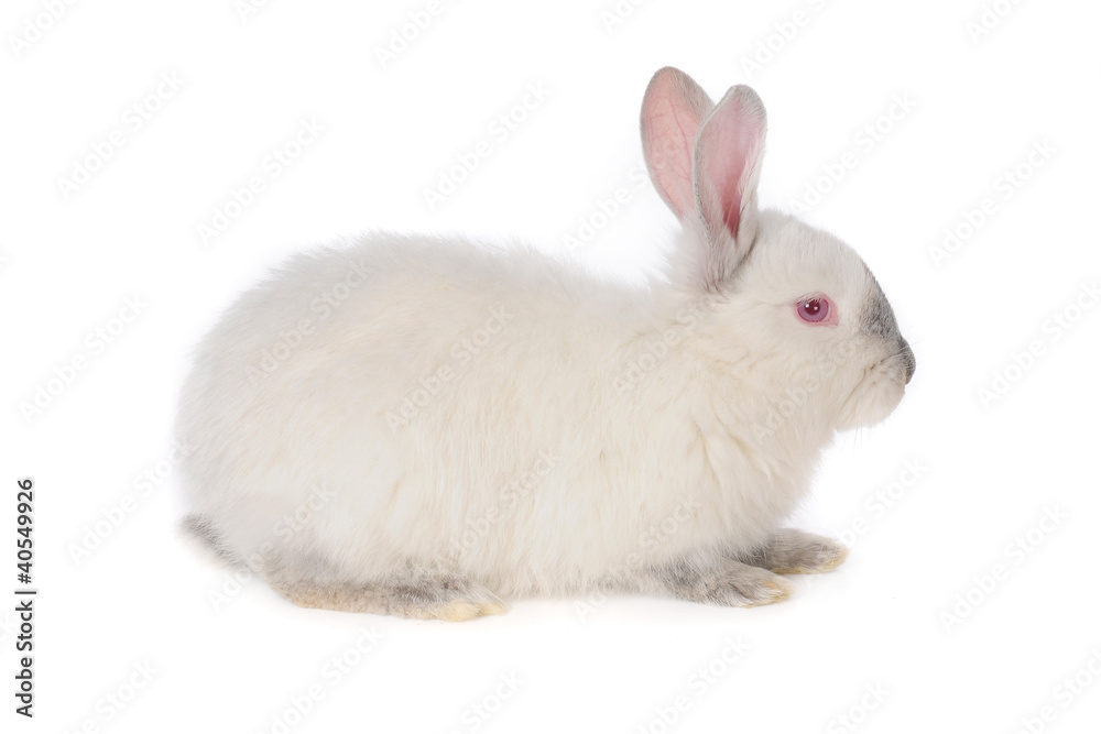 rabbit rabbit