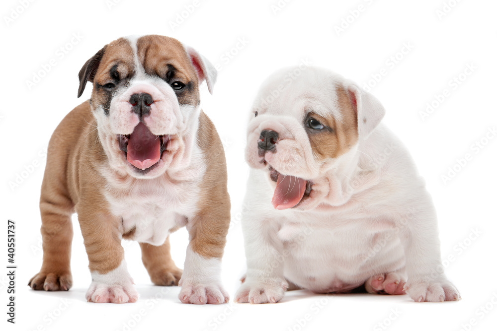 yawning puppies