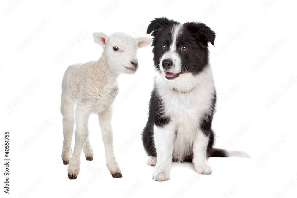 Lamb and a border collie puppy