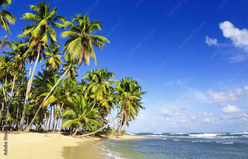 Coconuts palm