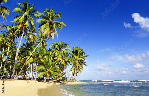 Fototapeta Naklejka Na Ścianę i Meble -  Coconuts palm