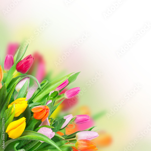 Fototapeta Naklejka Na Ścianę i Meble -  Colorful tulips