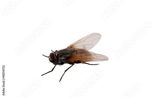 fly isolated © ksena32