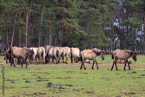 Wildpferdeherde