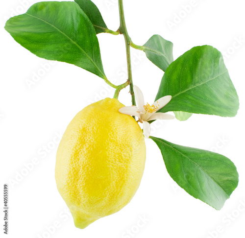 Lemon on a branch with leaves and a flower